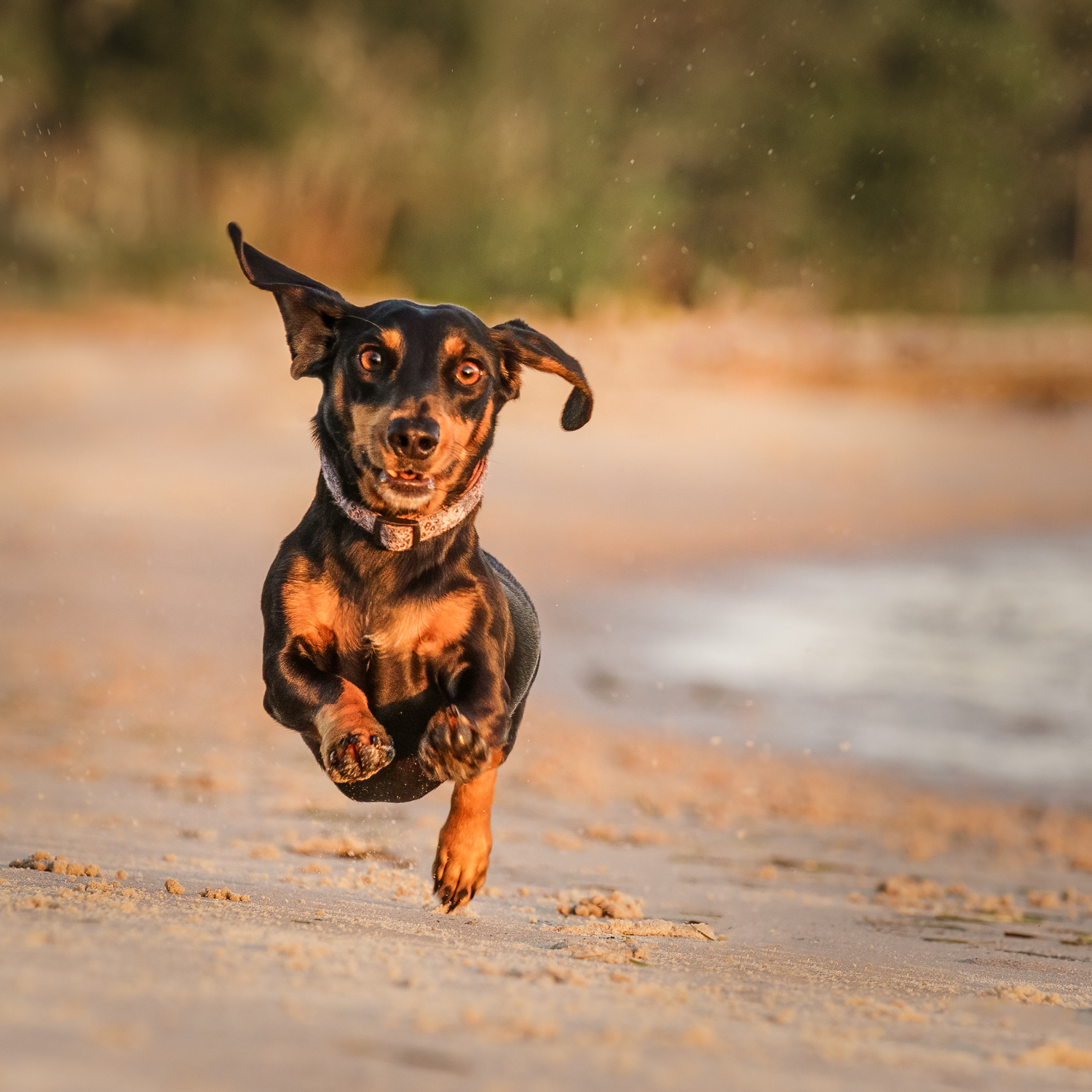 Lola the dachshund at the beach