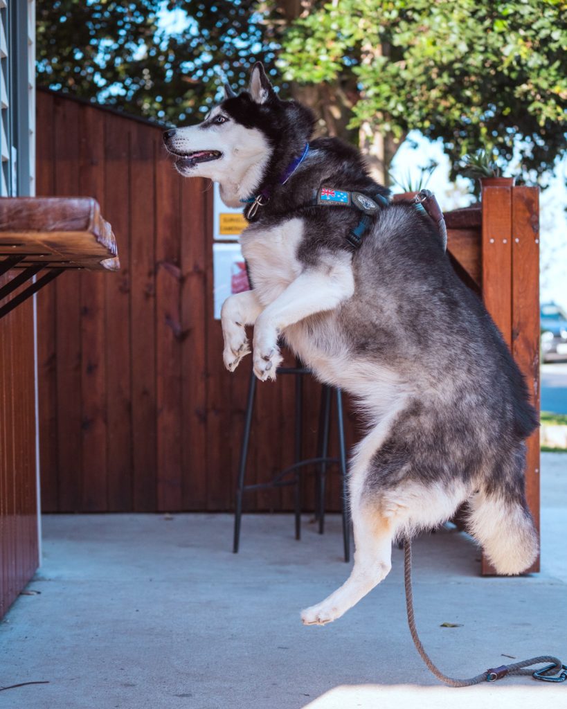Beanie jumping